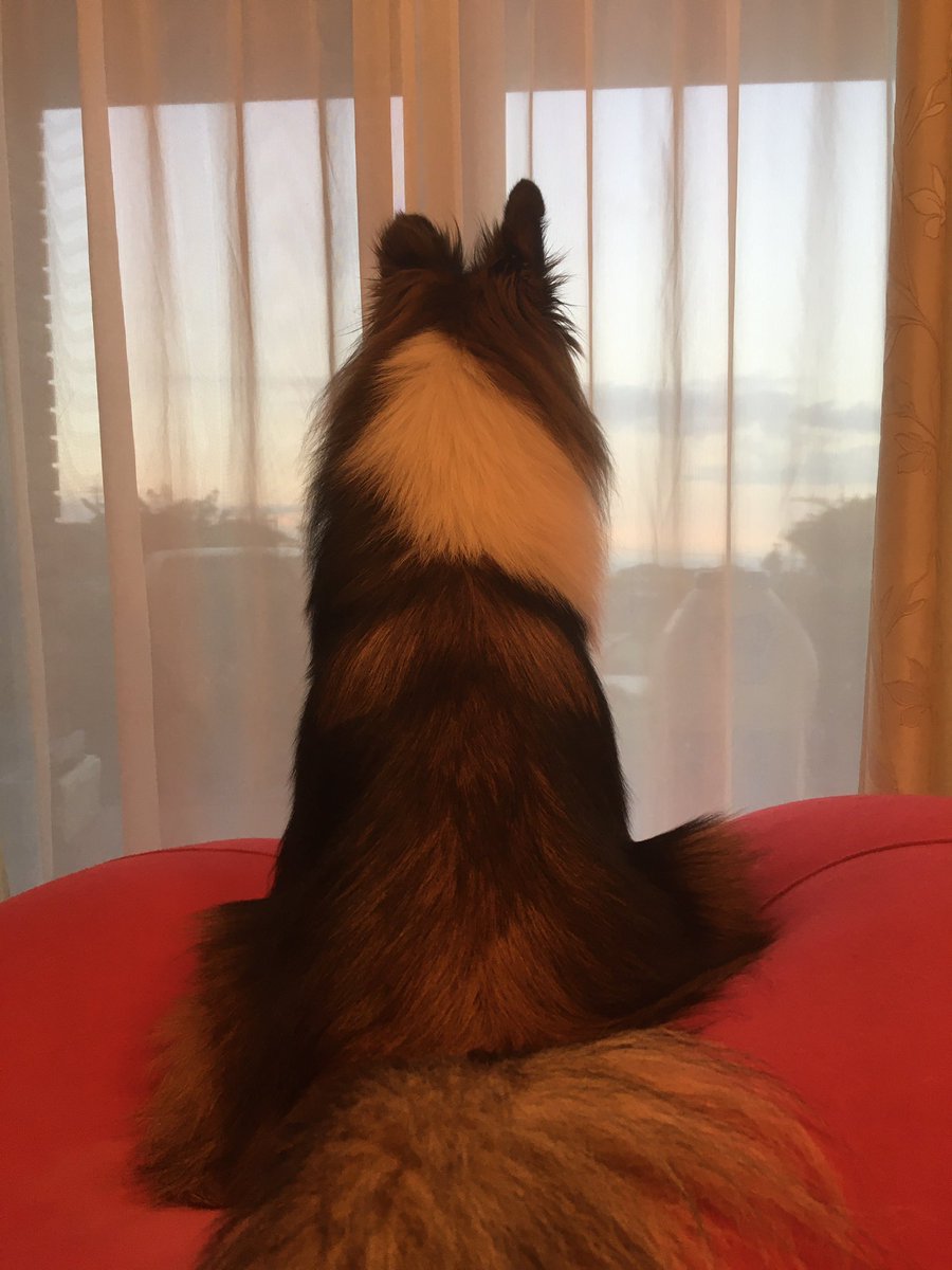 哀愁漂う背中
#シェルティ