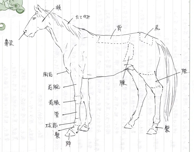 一部だけどメモメモ
馬体の名称って55もあるにょね 