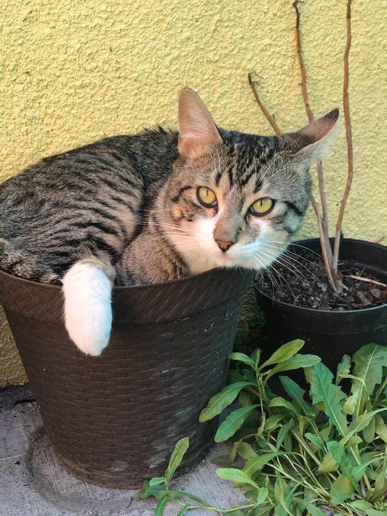 KoshkaMorrison's tweet photo. Amigos, una oración por Michi, el gatito de nuestra prima, gente mala lo asesino en la madrugada, lo dejaron frente a su casa, estamos con el corazón destrozado 😿 https://t.co/ivfrRblRhG