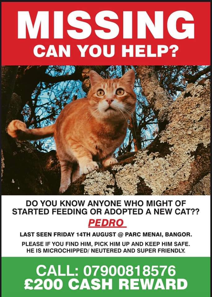 AlanDaffern's tweet photo. There has been possible sightings of Pedro who went #Missing on the 14th of August 2020 from #ParcMenai #Bangor #NorthWales #LL57 in the #Felinheli area. 

https://t.co/JxrKsUlgg7

#missingcatwales #scanme https://t.co/NecGsx9B3g
