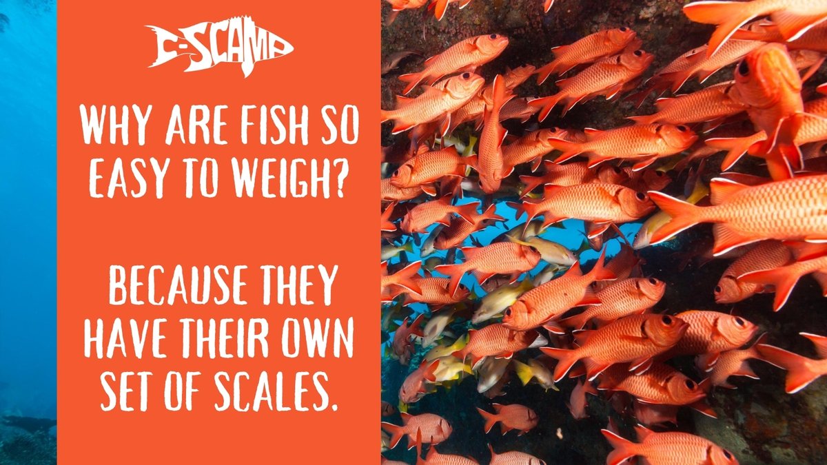 CSCAMPscience's tweet image. #Fridayfishjoke #HappyFriday