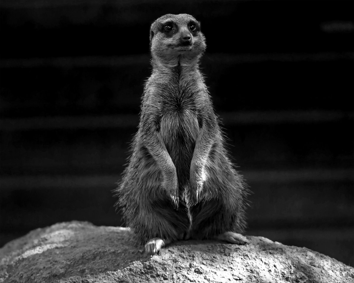 Brian Peacock tweet media