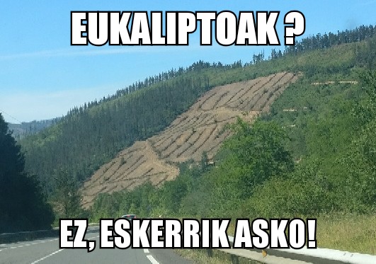 Pinus Radiataren alternatiba gisa eukaliptoak ari dira landatzen.  Biodibertsitatearentzako mehatxua, baso-espezie exotikoa,epe laburrekoa(12urte)Kudeaketak kalteak eragiten ditu ingurumenean, lurzoruan, ekosistemetan, faunan eta paisaian, ur asko kontsumitzen du suteak erraztuz.