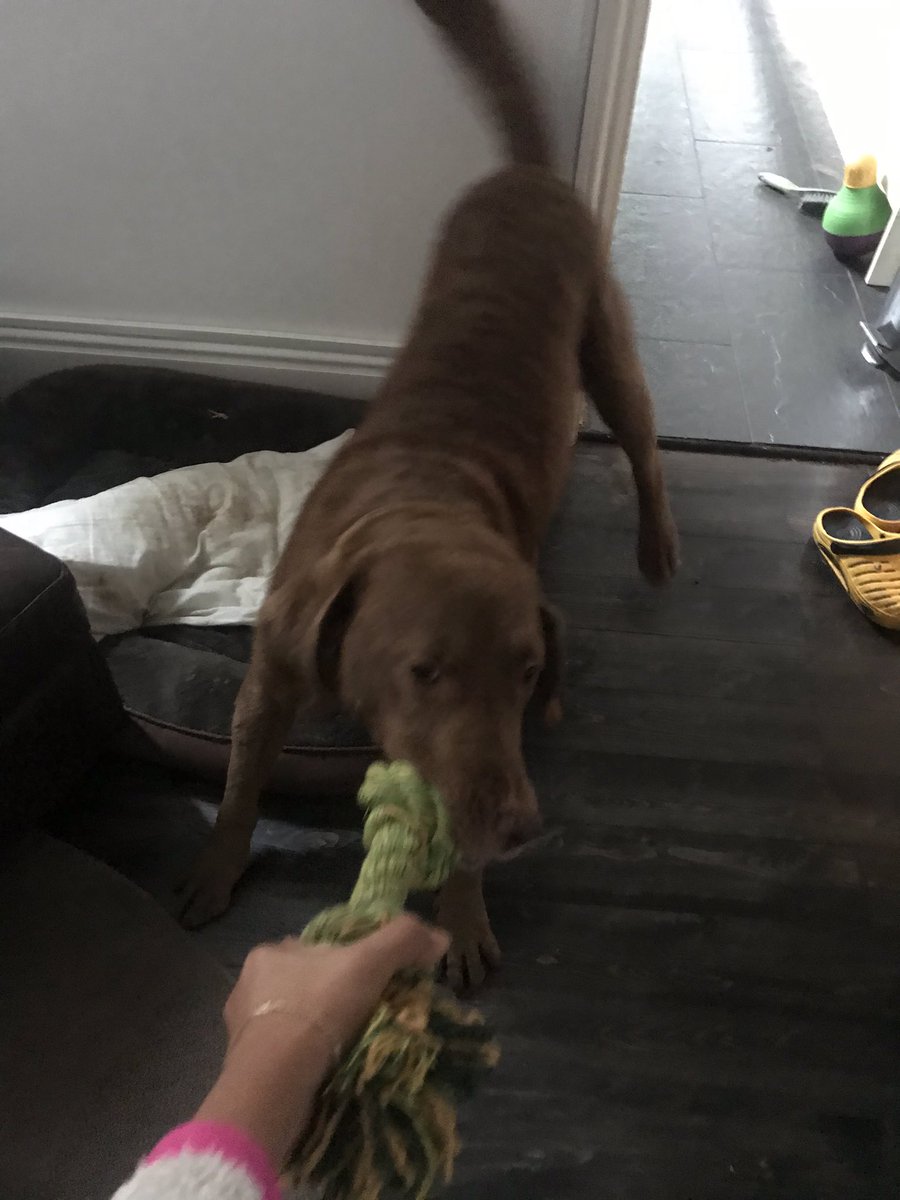 If you have young children, really think twice if you want to add another toddler to your gang! If your children have promised to take care of the dog, don’t rely on this! (I was one of those kids, and my dad had to come home every day from work and sort out the dog) 6/n
