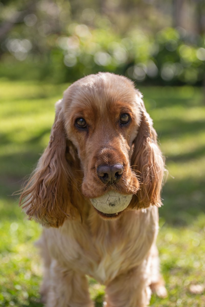 Cocker Spaniels. They're just the most fun, and beautiful. Hard not to smile in their presence. This is Charlie. He loves playing fetch and carrying more than one ball at a time. Isn't he beautiful?