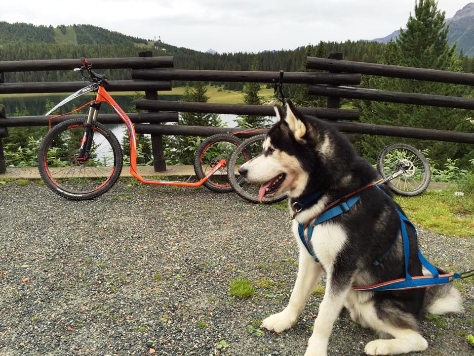 ScootersGravity's tweet photo. To start a dog in the sport of mushing we always have to take into account its constitution and weight.
#urbanmushing #mushingtwitter #dogscooter #scootermushing #sleddogsport https://t.co/apRu9bR71E