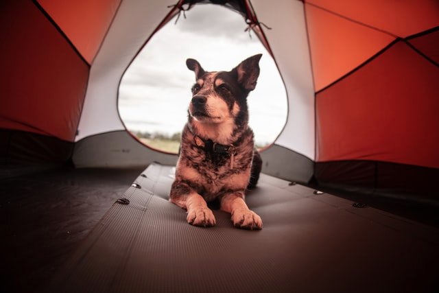 aldenhampark's tweet photo. No dog sitter need for a Glamping stay with us! 🐕🐶
We are one of the few Glamping sites to allow dogs. Book your stay with us today https://t.co/Uwc6sGLDwC
#dogsholiday #bringyourdogs #camping #glamping https://t.co/ug4k4ZfRFh