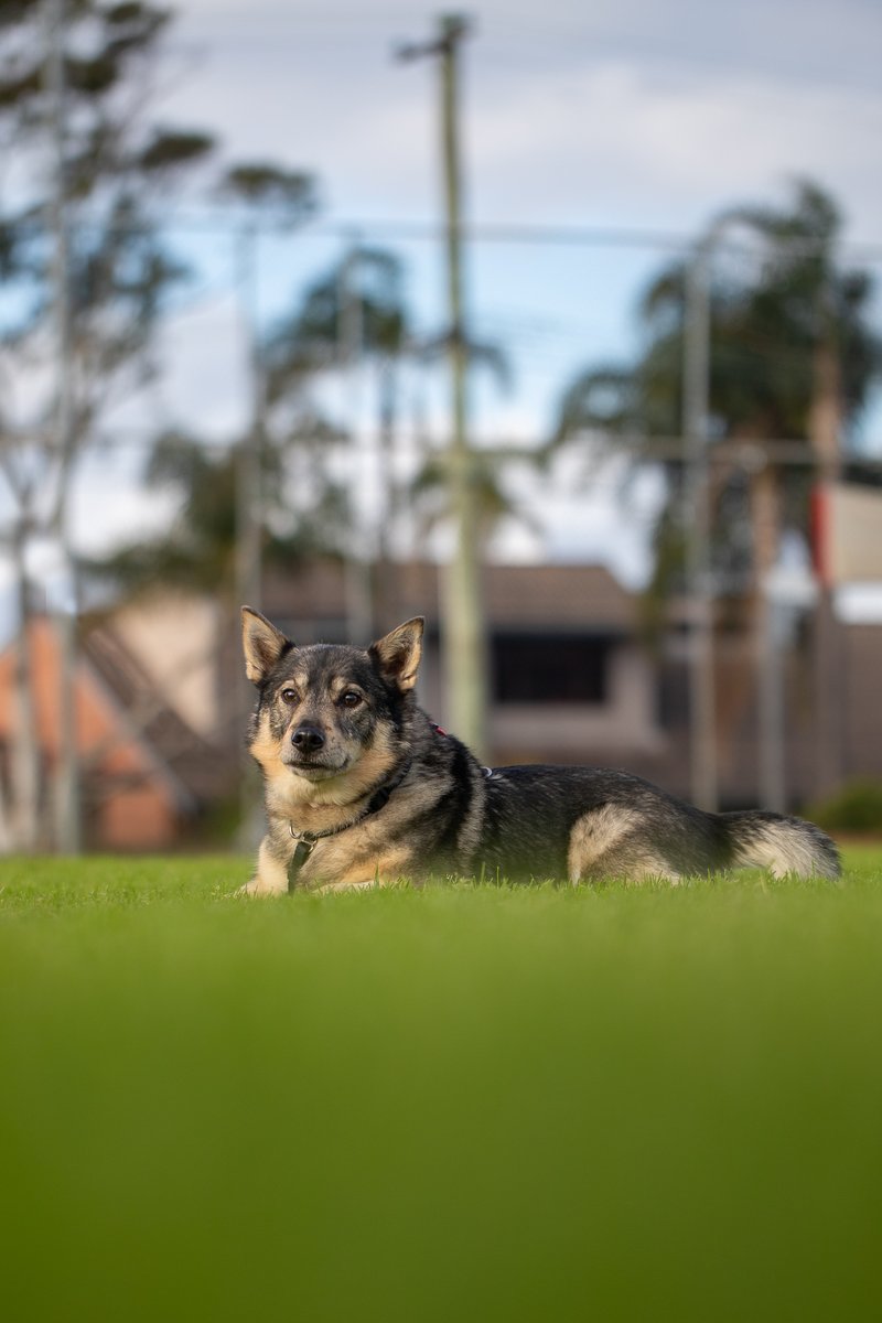 Swedish Vallhunds. A corgi but in a wolf suit? Yes, yes, yes. This is Erik. He tries to be a good boy, but I'm told he fails. I don't believe it.