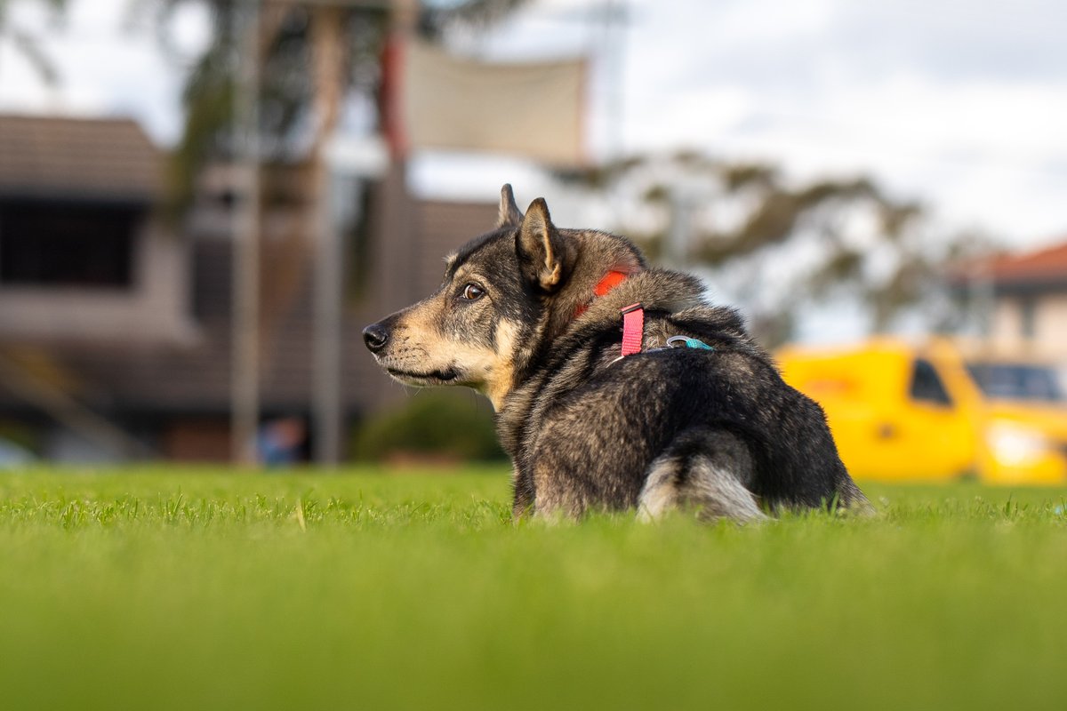 Swedish Vallhunds. A corgi but in a wolf suit? Yes, yes, yes. This is Erik. He tries to be a good boy, but I'm told he fails. I don't believe it.