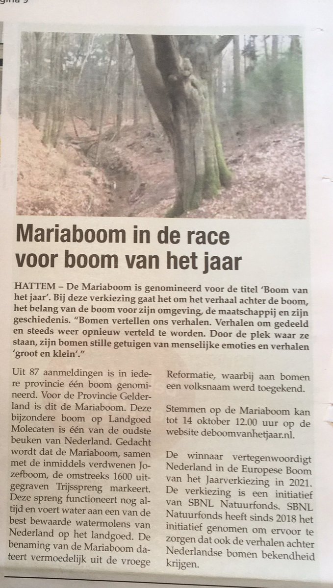 Voor de verkiezing deboomvanhetjaar.nl is de #Mariaboom <a href="/gem_Hattem/">Gemeente Hattem</a> genomineerd als boom <a href="/provgelderland/">Provincie Gelderland</a> Het verhaal achter de boom en het belang v deze boom (1 vd oudste beuken in NL!) in de omgeving (landgoed #Molecaten) zijn dit waard: stem nog tot 14/10!@SBNLNatuurfonds