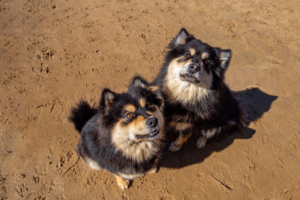 Whilst we're in the Northern Hemisphere-- Finnish Lapphunds! So pretty! Kivi is the 15yo one. Mishka and Flossy are 2 year old sisters.