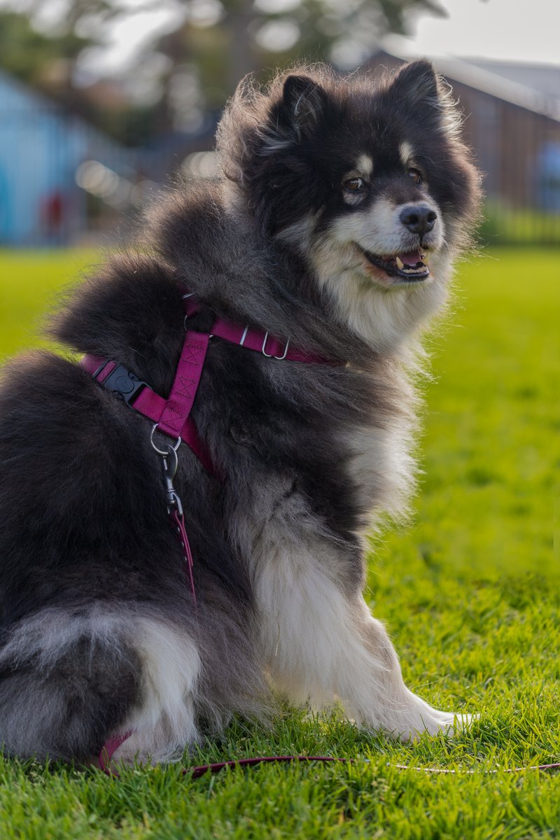 Whilst we're in the Northern Hemisphere-- Finnish Lapphunds! So pretty! Kivi is the 15yo one. Mishka and Flossy are 2 year old sisters.