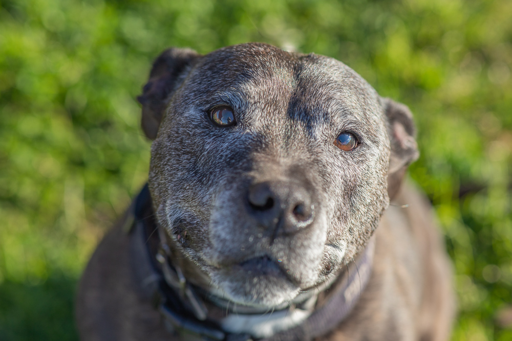 Staffies. I love their smiles, I love their company. Meet: Dyson (yes, like the vacuum), Frankie, old boy Fred, and baby Spark.