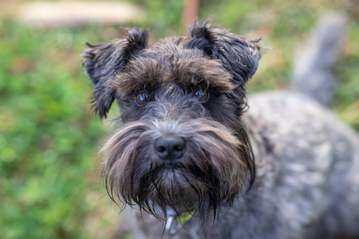 Schnauzers. I just love them. I also always think of them as having heavy Scottish accents. Meet Murphy and his brother Dougall.