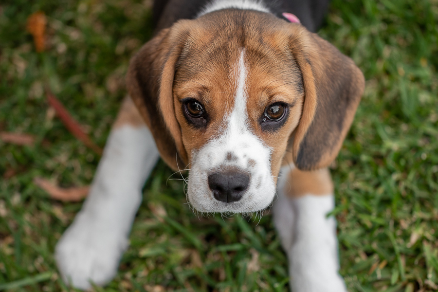 There's not much more adorable than a baby beagle. This is Bella she was 11 weeks old when I met her.