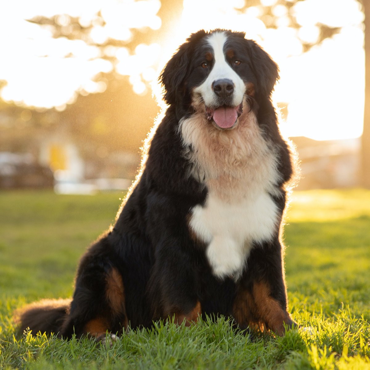 Bernese Mountain Dogs. I want a dozen. This is Bronte. She is a flawless dog.