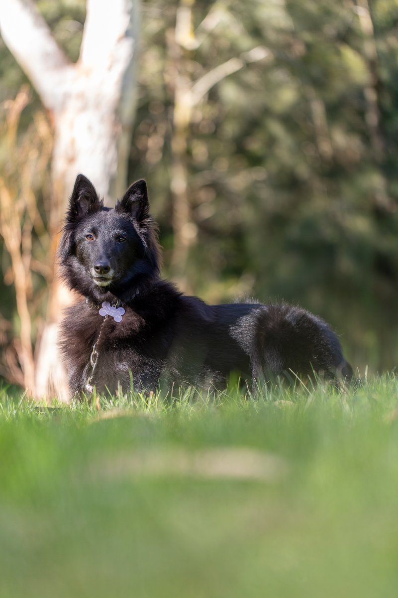 Belgian shepherds are so pretty. This is Raven. How is this dog real?