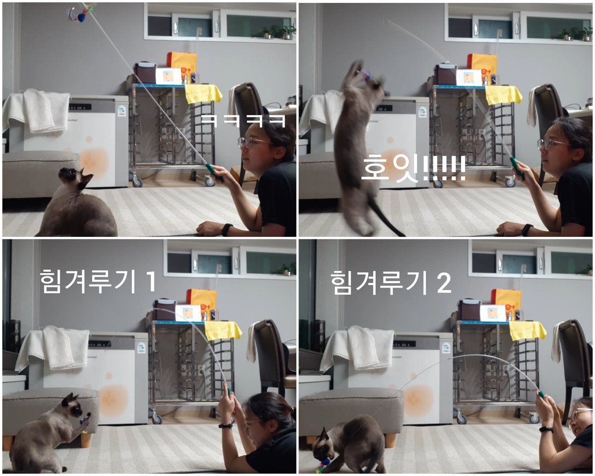 동생 고양이를 잠시 맡았는데.
추억삼아 매일 기록을 남겨볼까함. 

고양이와 집사 1