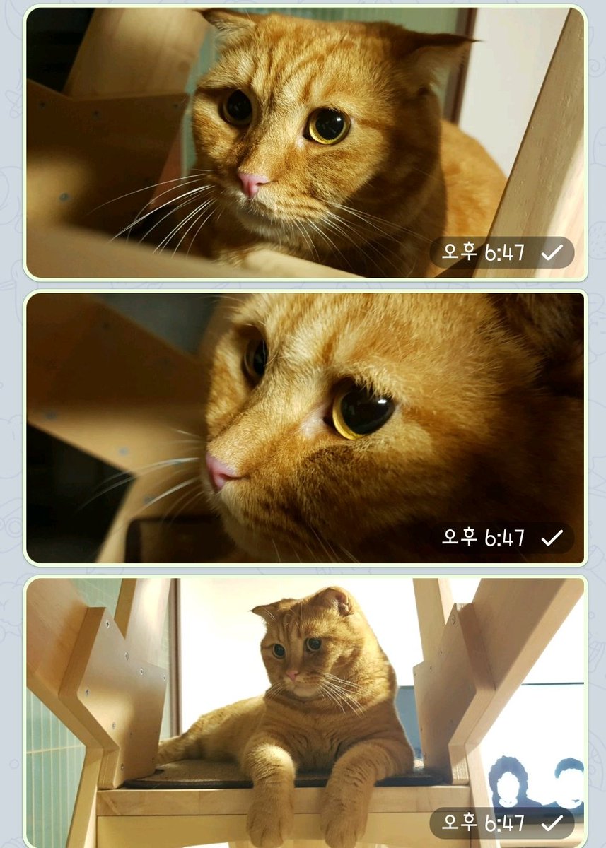 이런 고양이 또 없습니다