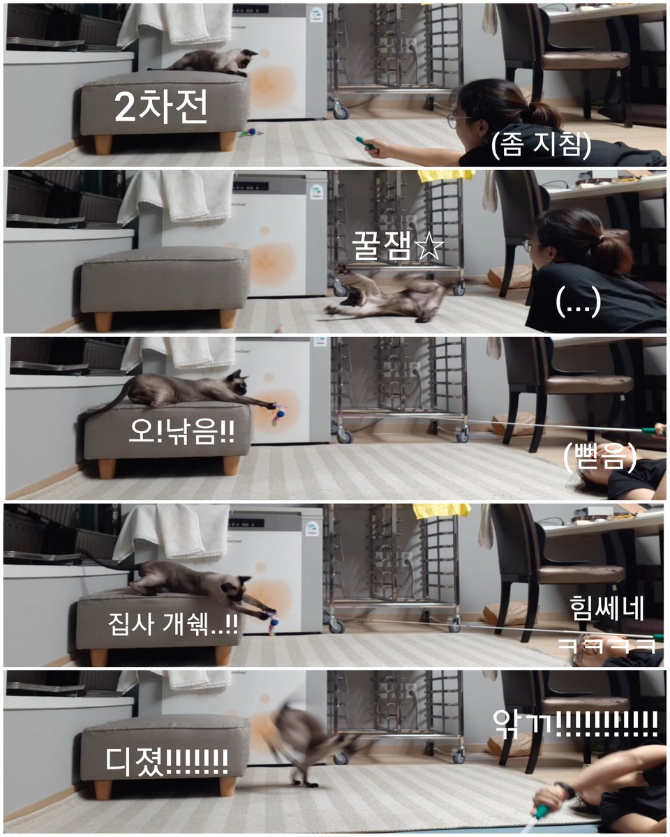 고양이와 임시집사2