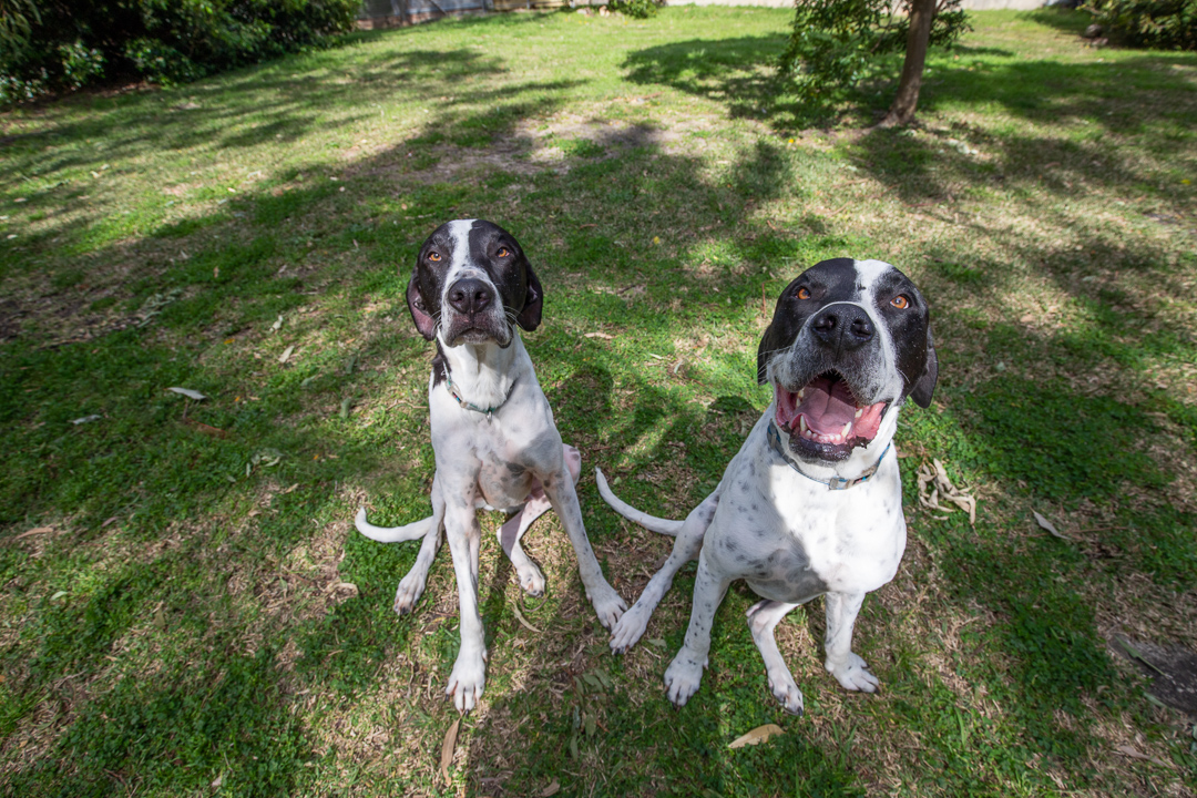 And to finish for tonight, how good are big dog rescue pairs? Meet: Lawrence (GSP x Bull Arab) and Sabbath (Great Dane x Mastiff) the branch managers, Ranger and Ryder the Bull Arab brothers, Polly and Wilma who are ridgeback x mastiff siblings, a year apart.