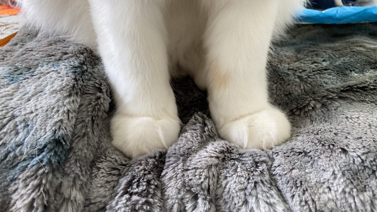 Mathematicats's tweet image. Bertie’s little feet for #FeetieFriday 😽🧡 🐾

#CatsOfTwitter #KittyFeet #CatFeet #FloofyFriday #FeetyFriday
