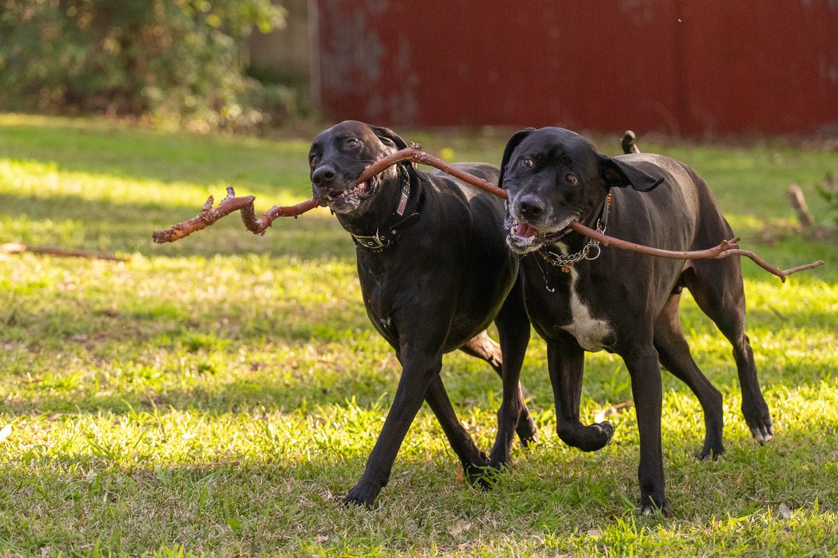 And to finish for tonight, how good are big dog rescue pairs? Meet: Lawrence (GSP x Bull Arab) and Sabbath (Great Dane x Mastiff) the branch managers, Ranger and Ryder the Bull Arab brothers, Polly and Wilma who are ridgeback x mastiff siblings, a year apart.