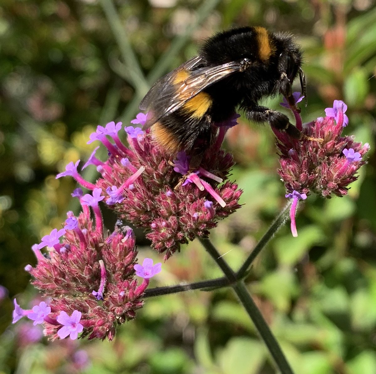 Beautiful #bee