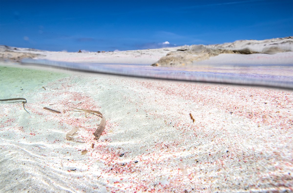 JuanyAndreaRest's tweet photo. #SesIlletes beach, a heavenly landscape. World renowned for its crystal clear shallow turquoise waters and white sand dunes  🏖️

#WithYourFeetOnTheSand #JuanyAndreaRestaurant  #BonetBrothers https://t.co/F4qOTAfVHZ