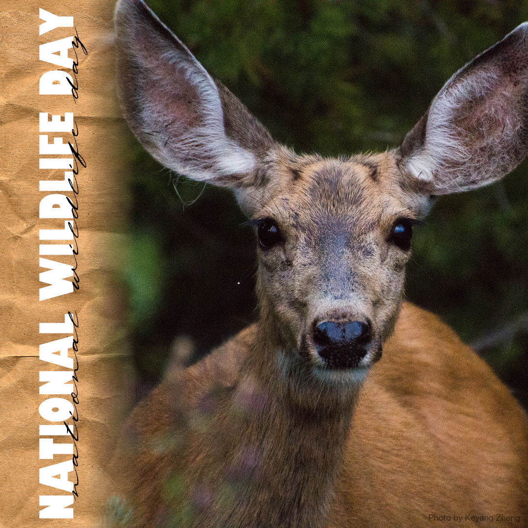 Take a walk on the wild side to celebrate National Wildlife Day. Visit nwf.org to find out how you can help conservation and preservation efforts in your area. #NationalWildlifeDay