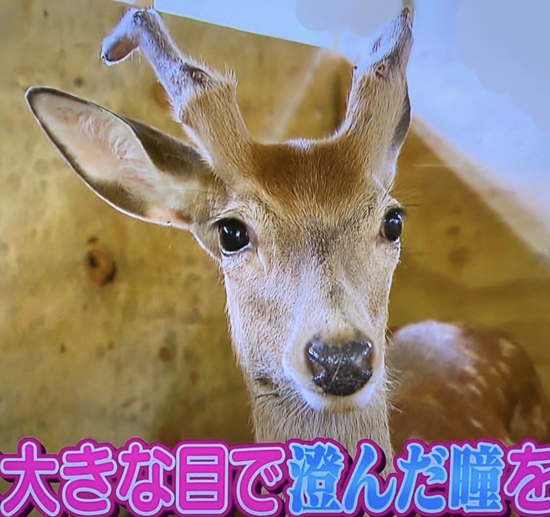 Fuu On Twitter 嬉しい 3ヶ月前に荒川の河川敷で捕獲され 市原ぞうの国に引き取られた鹿の ケープくんが モテモテらしい 13頭いるメス鹿は全員ケープくんに夢中 園長さん曰く 目が大きくてイケメンだからだと思うと 誰かさんみたいだ すごい美形だと