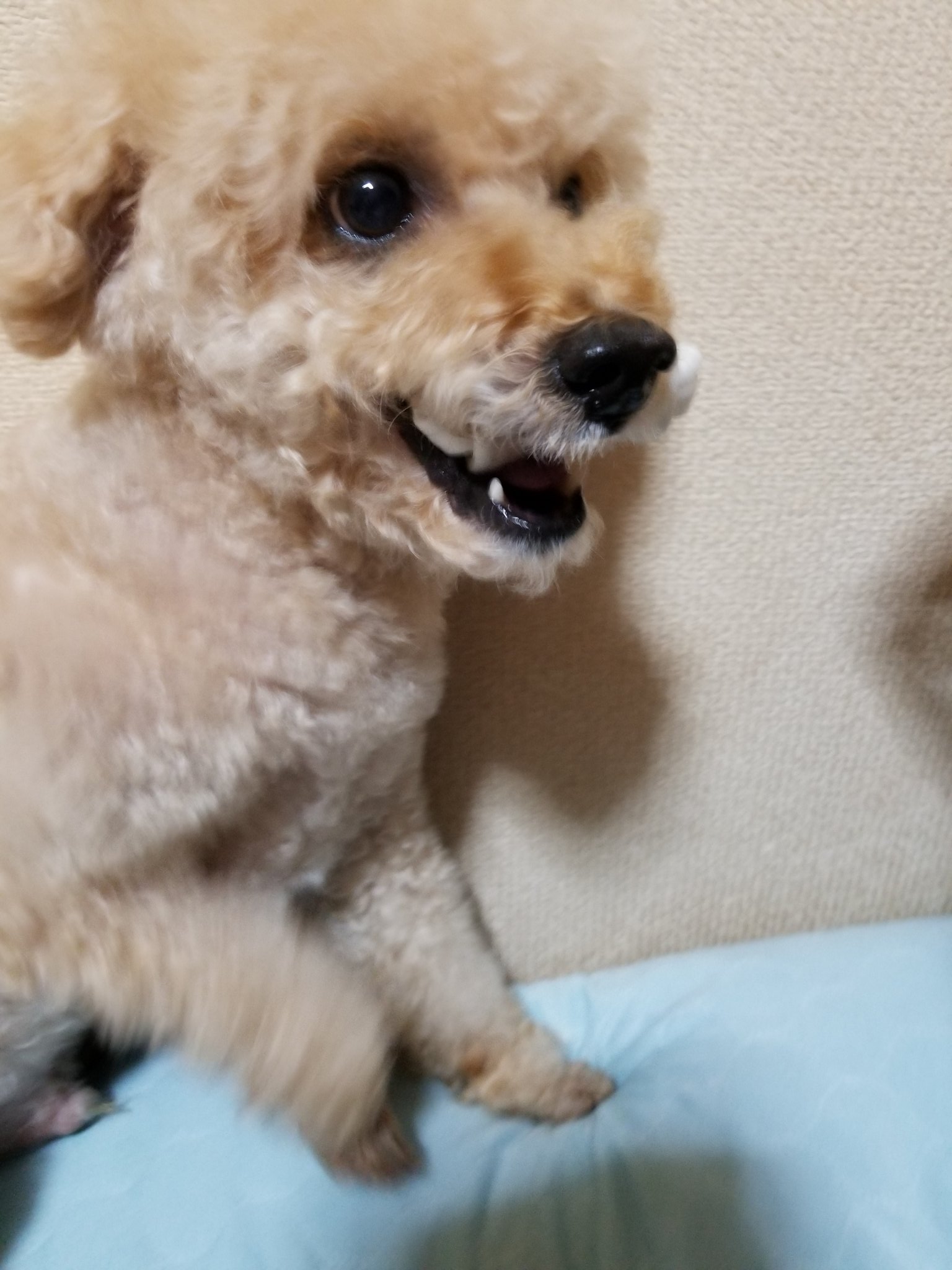 Mina ニューハーフ キキがガムで遊ぶから 友達が取ろうとしたら悪魔降臨 笑 ムキっ歯 笑 いつもの可愛い顔が 笑 トイプードル デカプー 犬のいる暮らし 犬好きさんと繋がりたい 悪魔 T Co E7dfxrtlx3 Twitter