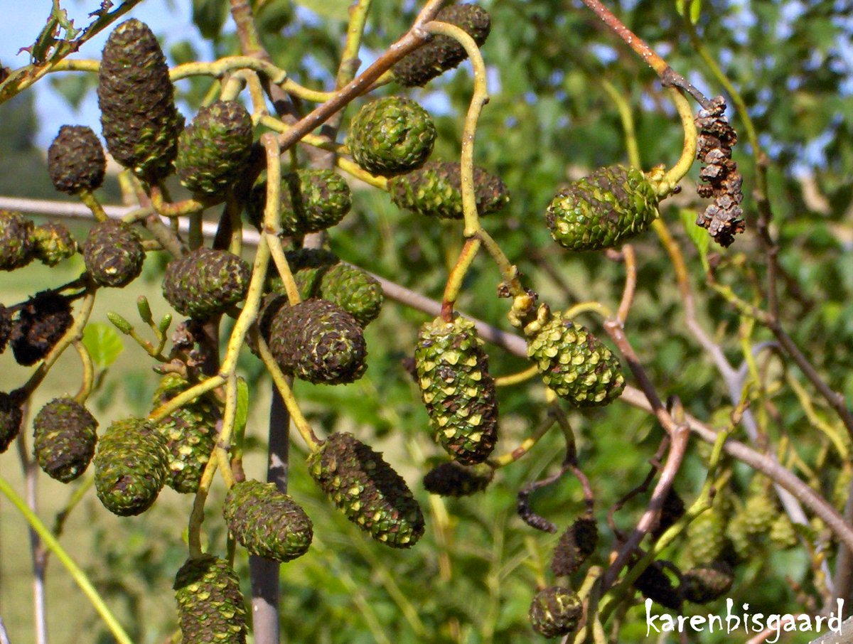 KarenBisgaard1's tweet photo. https://t.co/3qyIwBWnRb
#alder #aldertreecones #treecones https://t.co/Cxu3oJ0LQZ