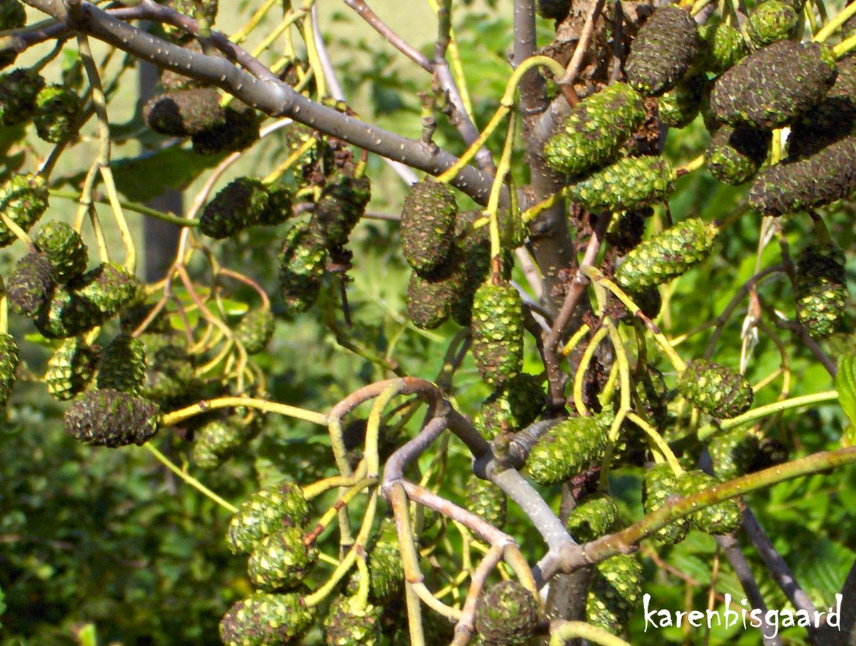KarenBisgaard1's tweet photo. https://t.co/3qyIwBWnRb
#alder #aldertreecones #treecones https://t.co/Cxu3oJ0LQZ