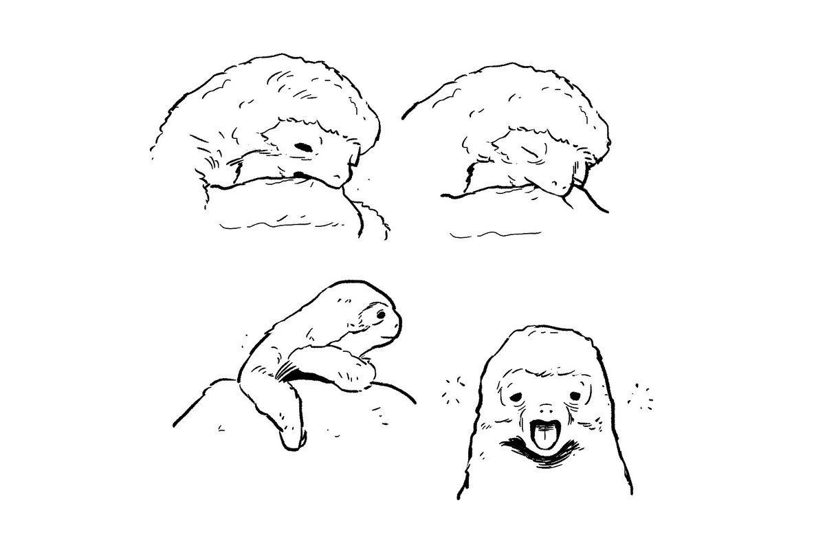 애기 나무늘보 