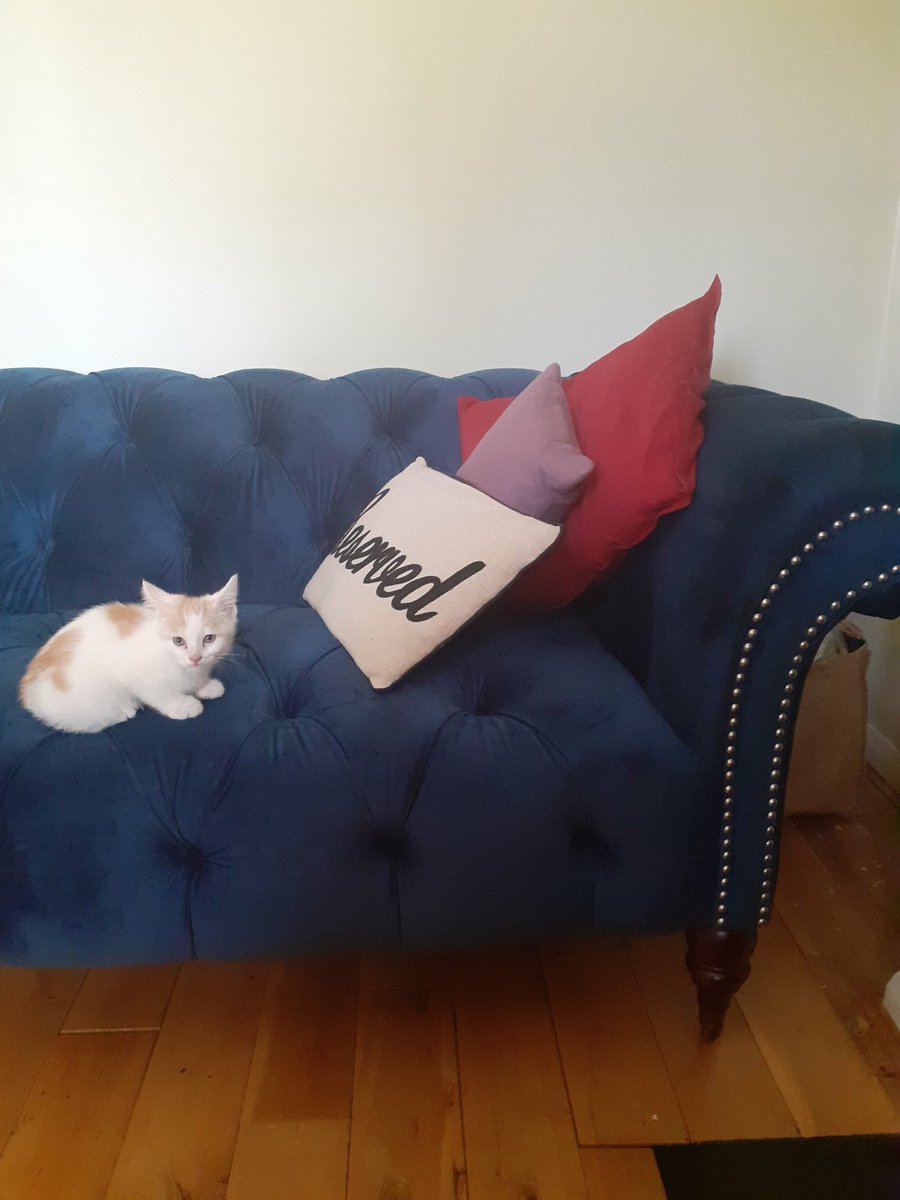 KandidaPurnell's tweet photo. Bertie's face when I talk about epistemology and ontology (students you're not alone) ๐ #DEV5200 https://t.co/lQQfLR4TfV