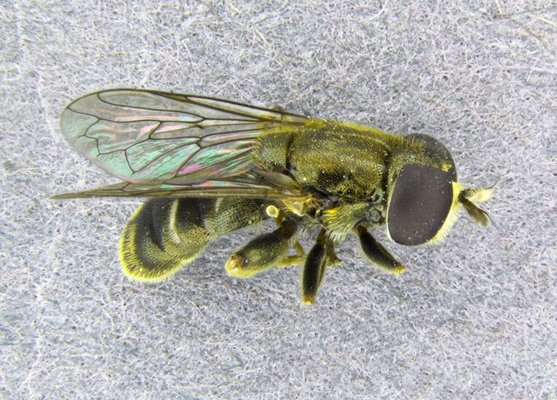 FeraScience's tweet photo. Recently reared some awesome Eumerus funeralis bulb flies from Narcissus. 🦟 A cosmopolitan pest and ever so slightly different to Eumerus strigatus. #Syrphidae #Eumerus #pest @FeraPlantClinic @NHM_Diptera @diptera_info @DipteristsForum
ID my insect:
https://t.co/jZhyD9Nz7q https://t.co/H1X08BFm66