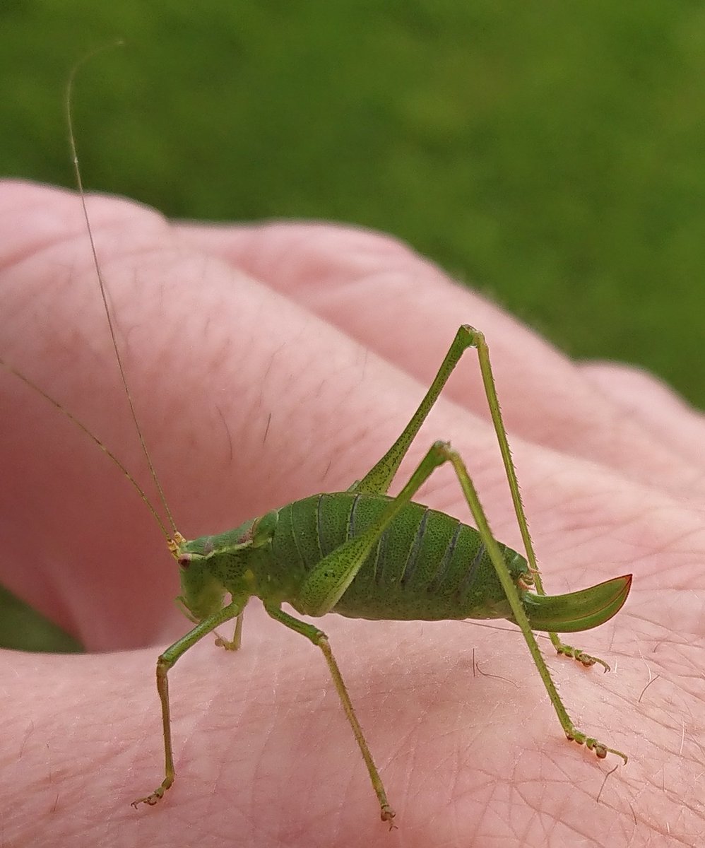 davidro1135's tweet photo. Anyone able to tell me what insect this is please? @BuglifeScotland https://t.co/4NjPVf3zpk