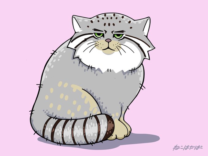 マヌルネコのtwitterイラスト検索結果 古い順