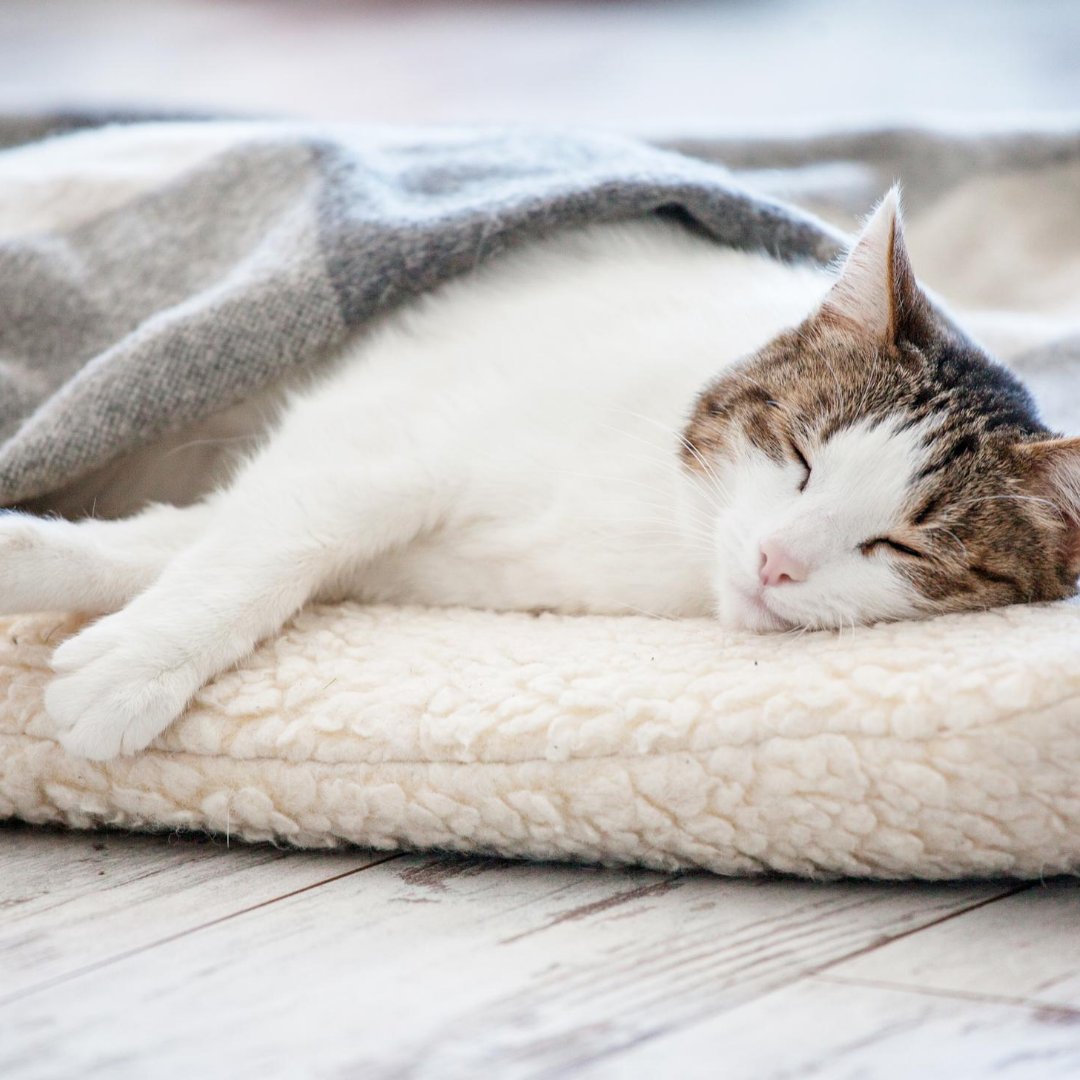KeplinOnline's tweet photo. Keep your pets warm this winter season βοΈ
Get your Keplin self heating bed now - https://t.co/8NPOq0wxzl
#pets #pet #dogs #cats #animal #puppy #animals #doglover #doglovers #dogoftheday #instagood #nature #instapet #puppies #petbeds #petbed #winter #keplin https://t.co/xelRm0YwWZ