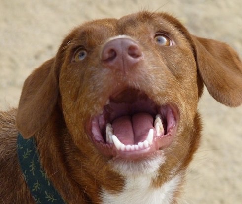 JRBatalle's tweet photo. El ladrido es una respuesta emocional expresada solamente por animales como el #perro y, en menor medida, el chacal. Los lobos, raramente ladran. Como depredadores, no pueden permitirse sonidos que puedan revelar su presencia.
https://t.co/fedBKX1qc4
#dog #dogtraining #jrbatalle https://t.co/NHYmsdc0HT