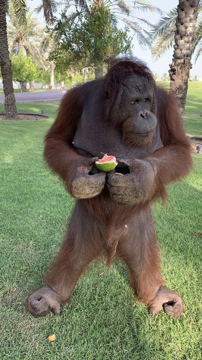 thechimpzone's tweet photo. how is he posted up so hard 😳 https://t.co/Q6WeNjnIz7