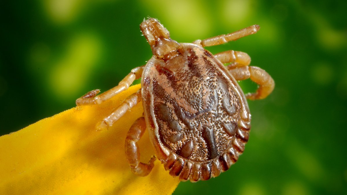 Interested in learning how to effectively control #ticks? 👇

Technical Services Manager Dr. Nicky Gallagher’s webinar on an IPM approach to #tickcontrol is now available to watch for free: ow.ly/pnRW30r7PEJ

<a href="/NickySYNbugs/">Dr. Nicky Gallagher</a>