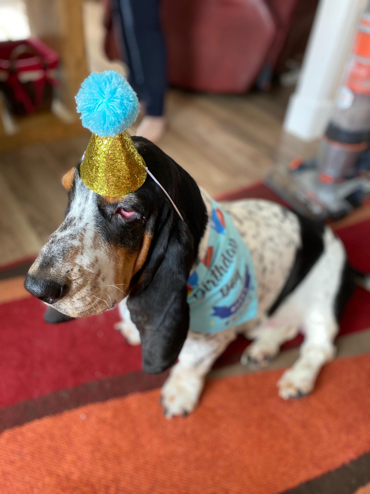 Happy Birthday  to Roger ! Big boy 3 today , and as you can see sooooo excited !!! 