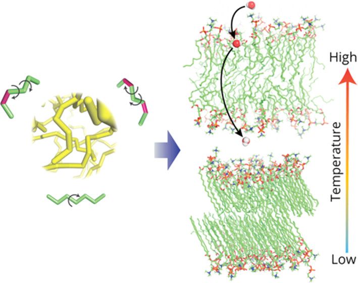 lipidchronicles's tweet photo. Update of the CHARMM36 united atom chain model for hydrocarbons and phospholipids https://t.co/zRtNRmg77Q (@JPhysChem) https://t.co/ZvMDB0Gn6G