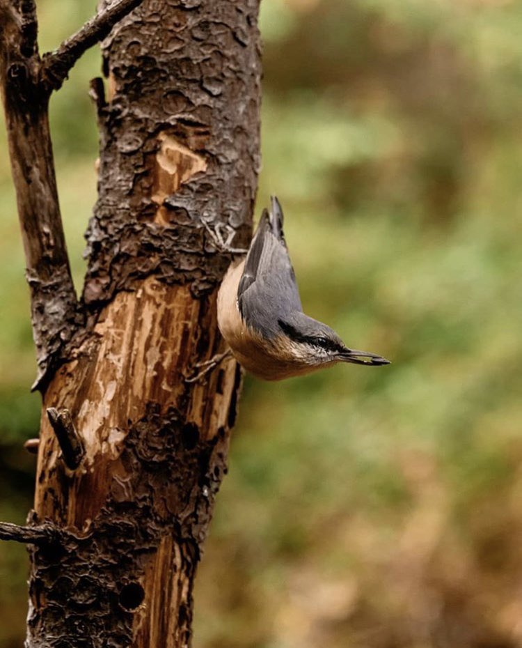 ▪️Al Mas Roquet tenen un aguait d'ocells! Aquestes són algunes de les fotografies que ha pogut fer @dealvarosanz 📷🦉

▪️En el Mas Roquet tienen un observatorio de pájaros! 📷🦉

▪️Voici quelques-unes des photos que @dealvarosanz a pu prendre à l'observatoire du Mas Roquet 📷🦅🦉