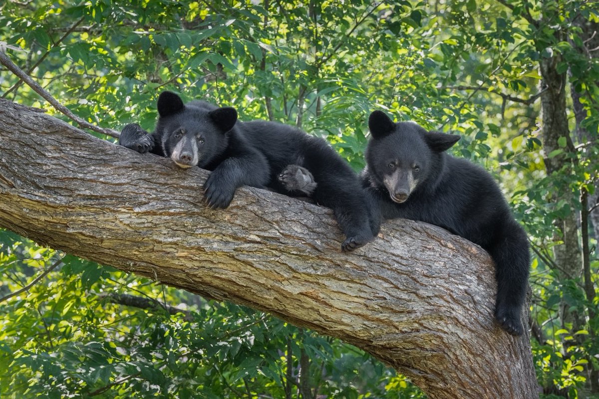 NatureVisionsPE's tweet photo. Who's looking forward to the long weekend?! Don't forget to submit your photos to the Nature and Photo Art competitions. Deadlines are approaching. 

Photo credit: "Two of a Kind" by Andy Sentipal, MWCC, Nature -  Wildlife https://t.co/UVuNoTXTjo
