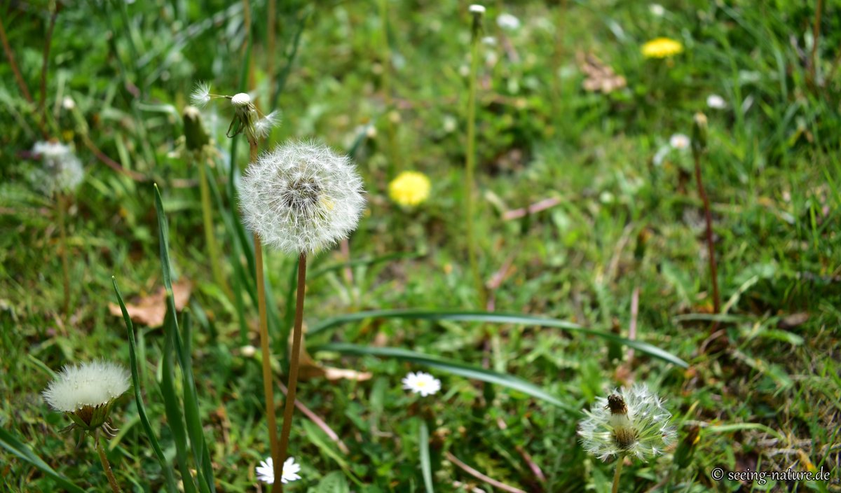 Seeing_Nature's tweet photo. Beauty is in Little #Moments. 
We don't always need to travel to see #beautiful things. If we pay attention, we’ll notice them everywhere around us, including simple, #ordinary things we see every day. All it really takes is to #TakeAMoment and #look around you.

#FridayThoughts https://t.co/8Defasbn4Z