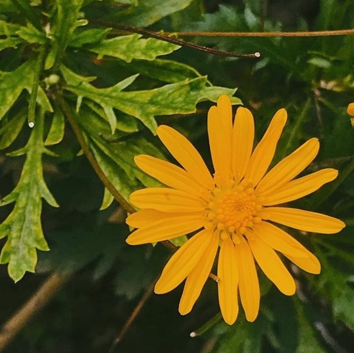 ghimireuru's tweet photo. ~~फुलहरु🌻🌼
एउटा लहरो😊
#flowerthread #joyofsmallthings https://t.co/N1OsRV2bCM