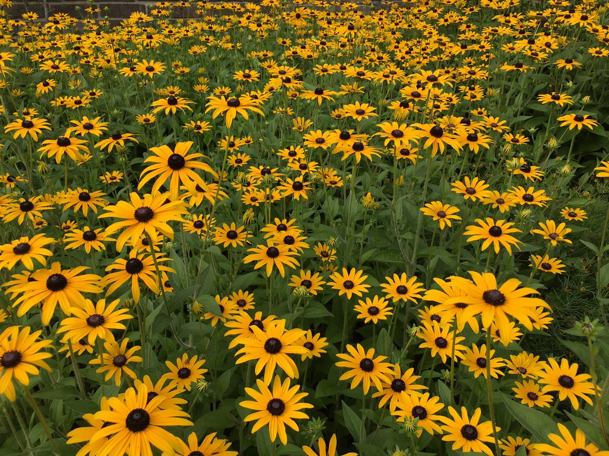 PlantHunter2's tweet photo. Rudbeckia fulgida var. deamii at #wakehurst #gardens https://t.co/PJ9DjWSSv8